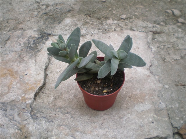 Crassula falcata